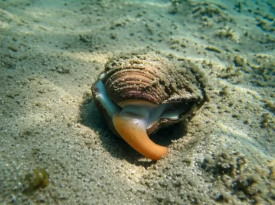 Illustration feet - Image 1