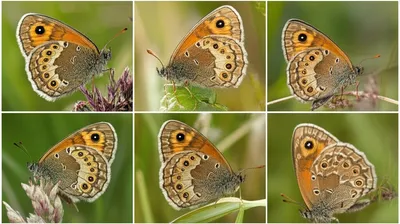 Illustration ringlet - Image 1