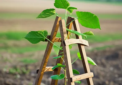 Illustration scaffolded - Image 1