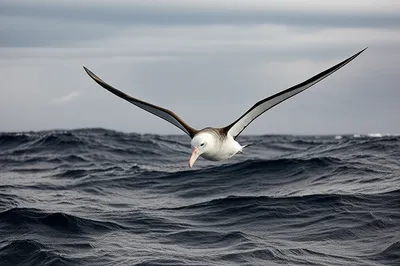 Illustration wanderer - Image 1