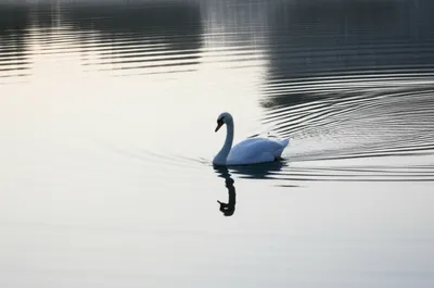 Illustration glides - Image 1