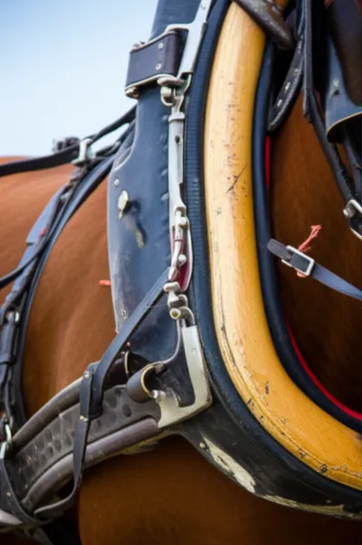 Illustration helms - Image 1