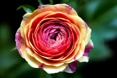 Illustration updates