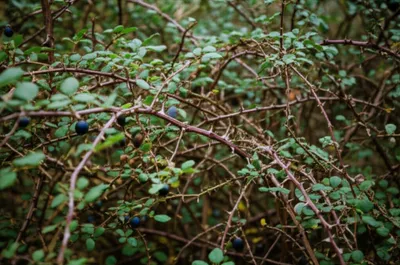 Illustration brambles - Image 1