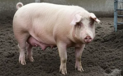 Illustration burrow - Image 1