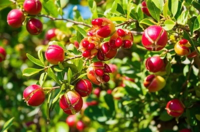 Illustration pomegranates
