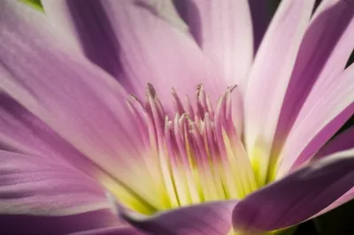 Illustration stylets - Image 1