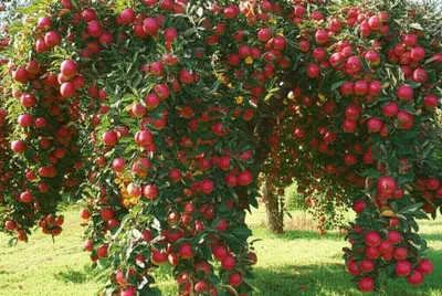 Illustration yielding - Image 1