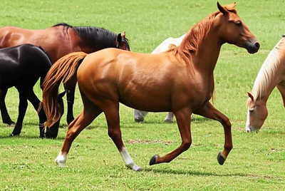 Illustration trots - Image 1