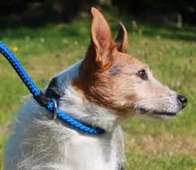 Illustration slip - Image 2