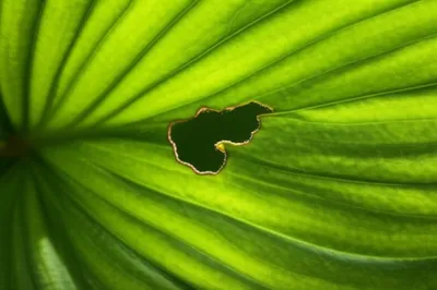 Illustration mine - Image 1