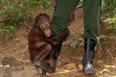 Illustration reliant - Image 2