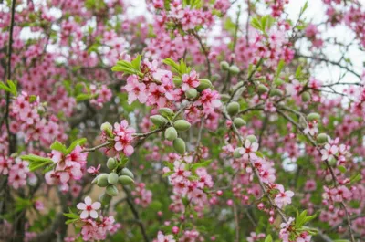 Illustration almond - Image 1