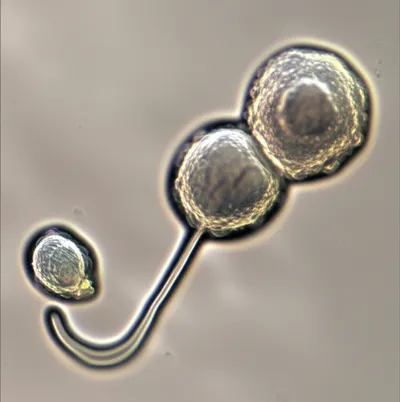 Illustration reproduces - Image 1