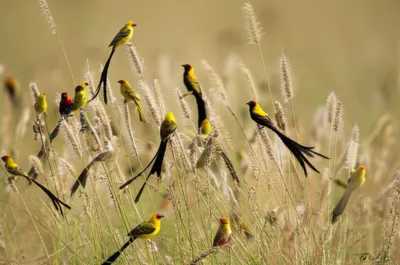 Illustration widowbirds - Image 1