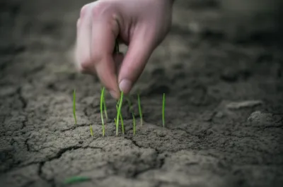 Illustration sprouts - Image 1