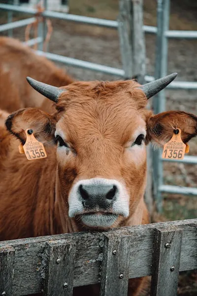 Illustration tagged - Image 2