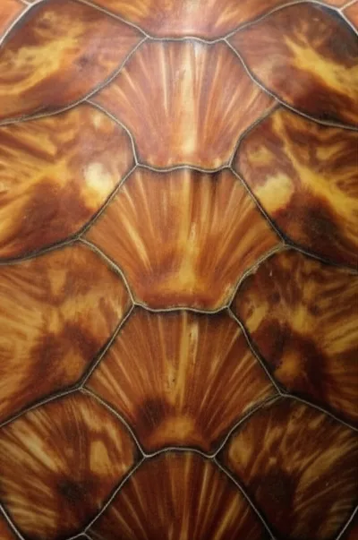 Illustration blade - Image 1