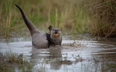 Illustration plotter - Image 1