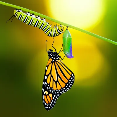 Illustration passe - Image 1