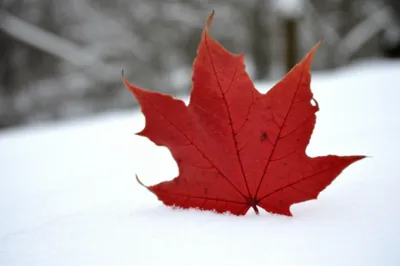 Illustration unseasonable