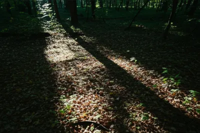 Illustration chequer - Image 1