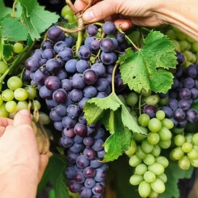 Illustration bunching - Image 1