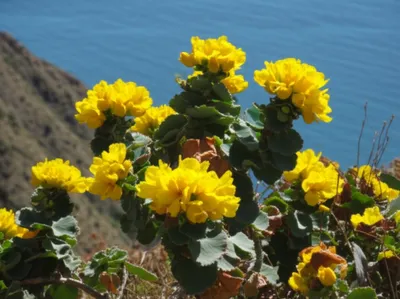 Illustration slippery elms - Image 1