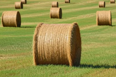 Illustration cocked - Image 1