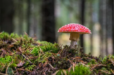 Illustration agarics - Image 1