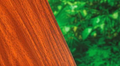 Illustration mahogany