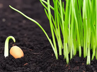 Illustration incubations - Image 1