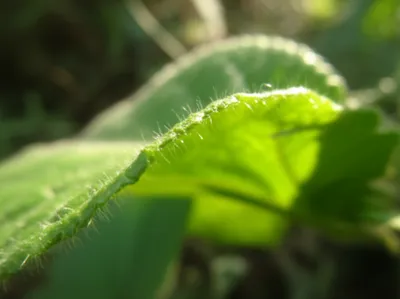 Illustration cilia - Image 1