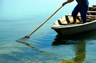 Illustration oyster - Image 1