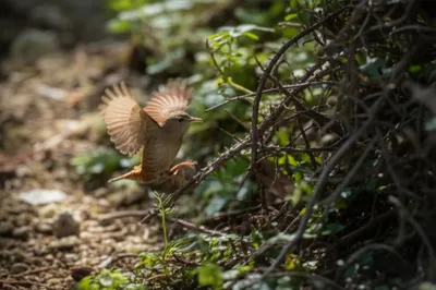 Illustration sallies - Image 1