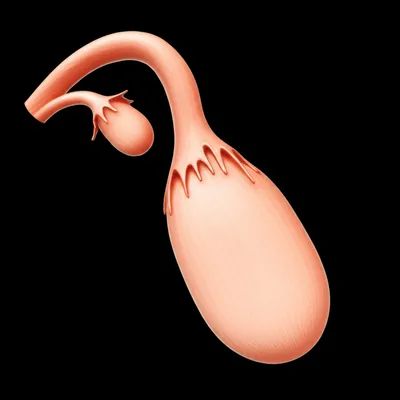 Illustration pussy - Image 1