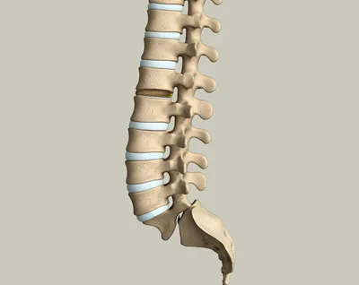 Illustration vertebrae