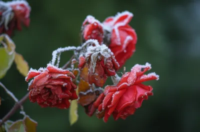 Illustration frosted - Image 1