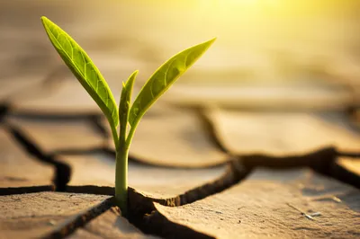 Illustration recoveries - Image 1