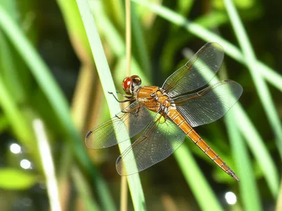 Illustration skimmer - Image 1