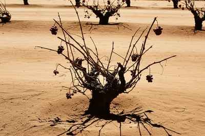 Illustration brut - Image 1