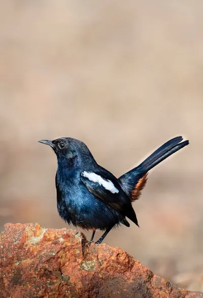 Hình ảnh minh họa shama - Ảnh 2