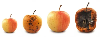 Illustration decompose - Image 1