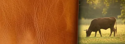 Illustration oxhide - Image 1