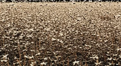 Illustration locusts - Image 1