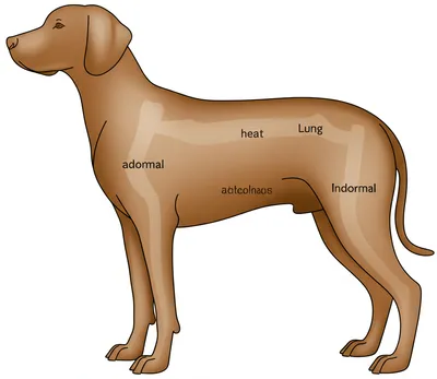 Illustration trunk - Image 1