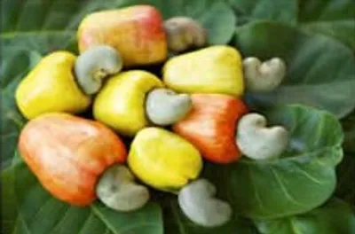 Illustration cashew - Image 2