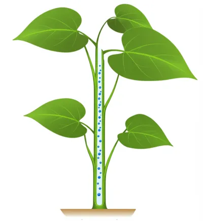 Illustration tracheas - Image 1