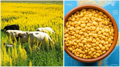 Illustration lupins - Image 1