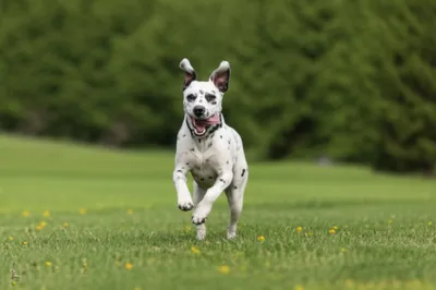 Illustration dalmatians